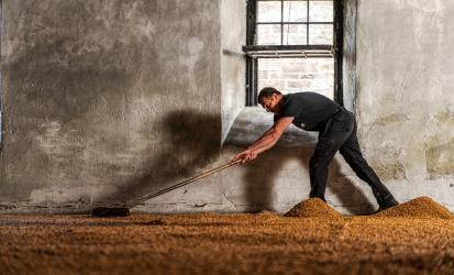 Production operator turning the malted barley on the floor