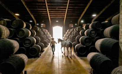 A horse is led through a bodega of sherry casks