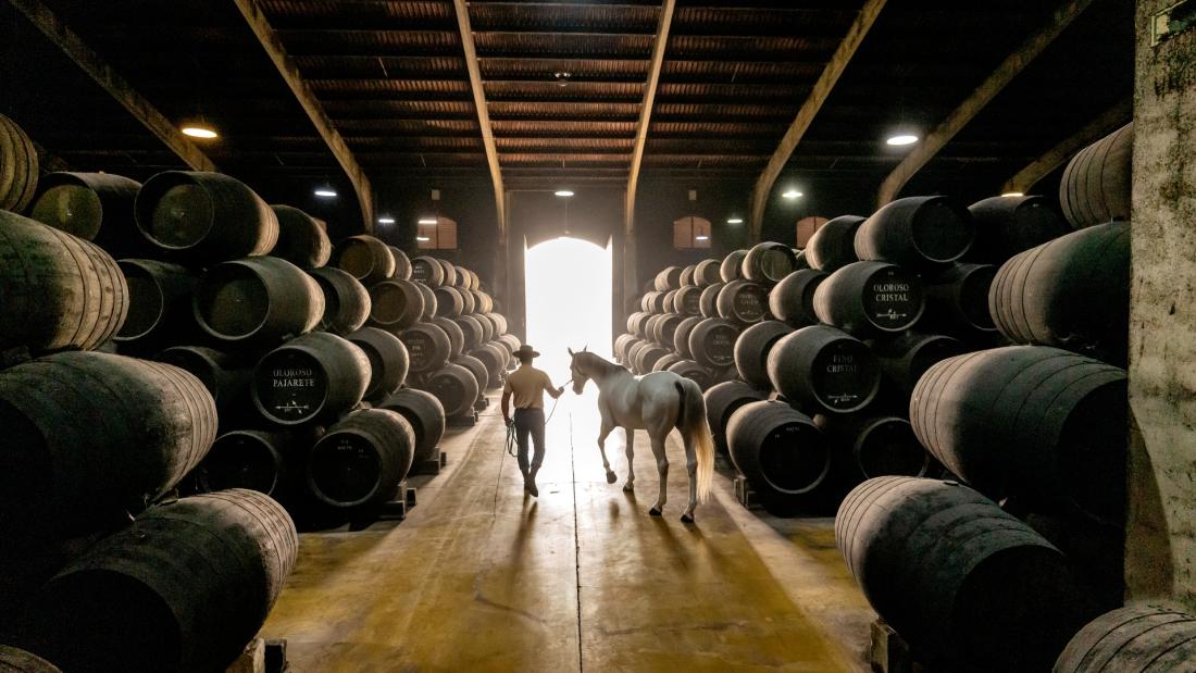 A horse is led through a bodega of sherry casks