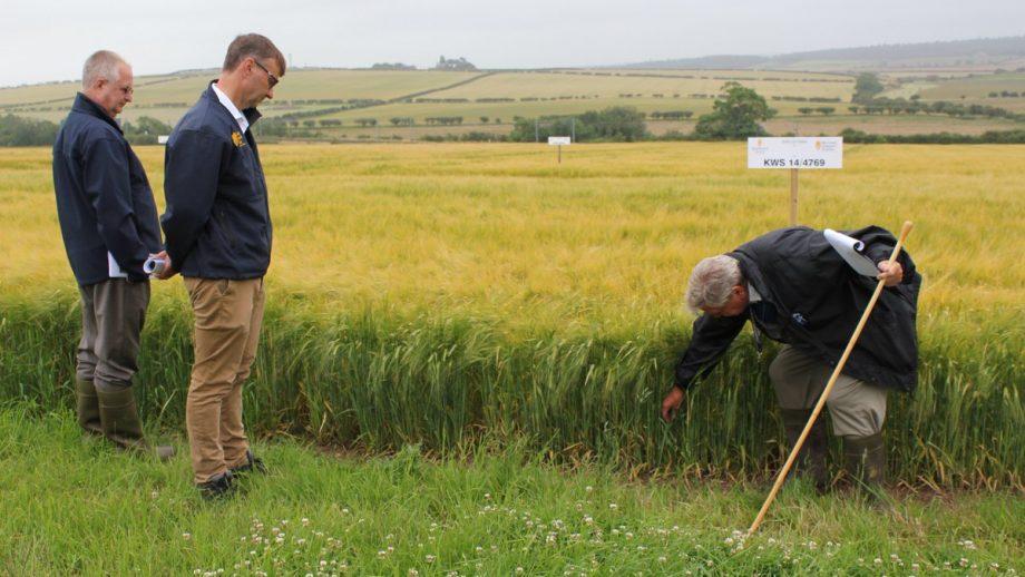 Three farmers inspecting the barley grown in a field