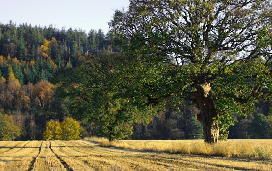 Shot of a barley field at The Macallan Estate