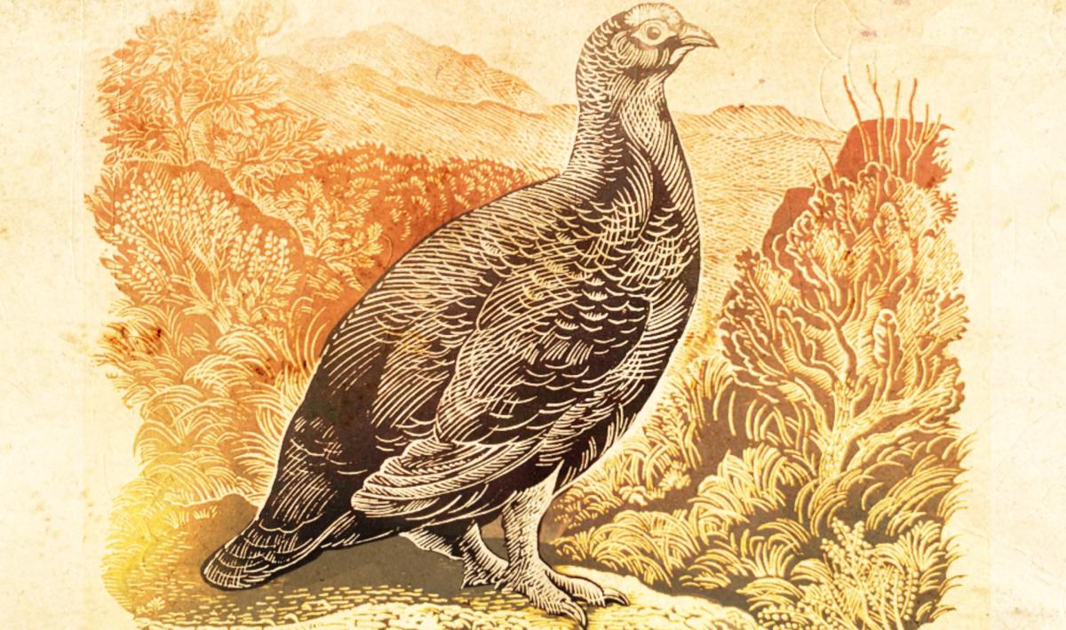 Illustration of Gilbert the Grouse