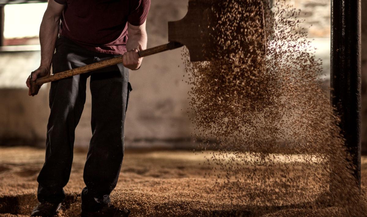 Man hand turning the barley at Highland Park distillery