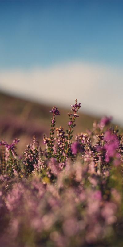 A close-up portrait shot of purple heather growing on Orkney